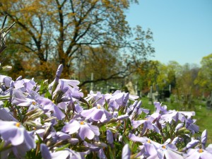 Flower Box